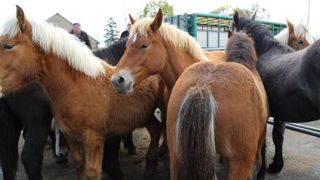 Respectful Life est une initiative internationale qui a pour but d’améliorer le bien-être des chevaux. (photo d’illustration) © M.-F. Malterre Respectful Life est une initiative internationale qui a pour but d’améliorer le bien-être des chevaux. (photo d’illustration) © M.-F. Malterre