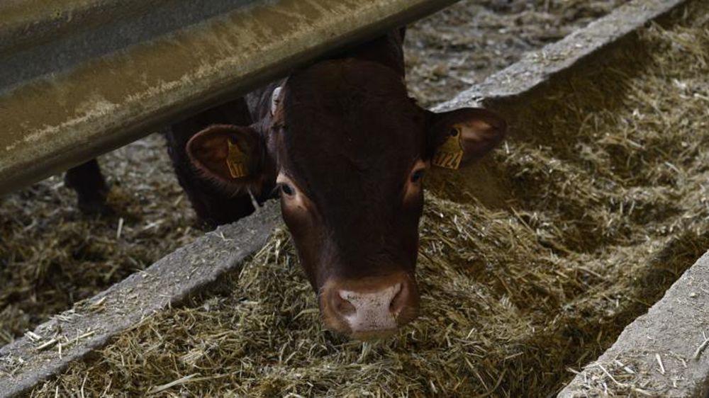 L’aide est de 41 € par broutard éligible et de 52 € par jeune bovin éligible. © Cédric Faimali/GFA