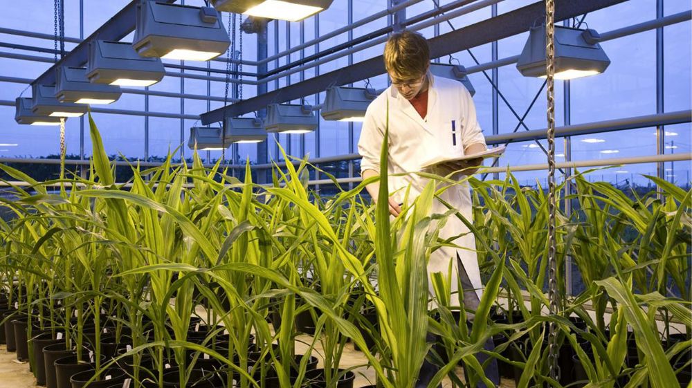 Recherche sur le maïs. Photo d’illustration. © C. Watier