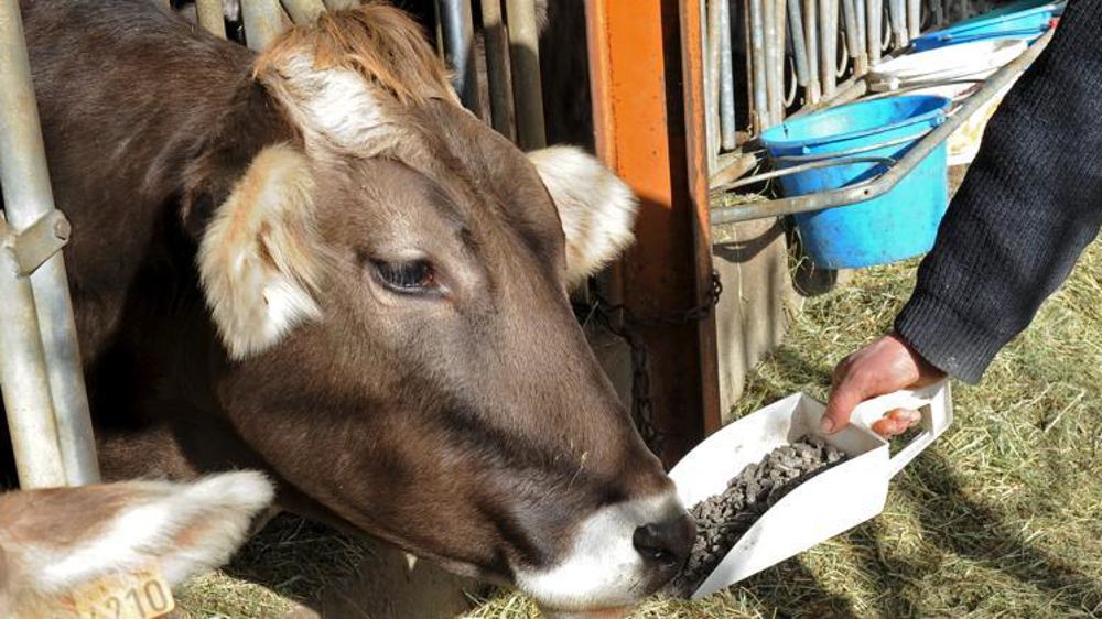 © Lydie Lecarpentier