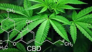 Bientôt du cannabis importé du Canada et des Pays-Bas pour 300 000 patients. © Pixabay Bientôt du cannabis importé du Canada et des Pays-Bas pour 300 000 patients. © Pixabay