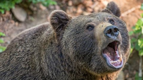 Le préfet de l’Occitanie s’est engagé à ce que toutes les prédations imputables à l’ours soient indemnisées. © Pixabay Le préfet de l’Occitanie s’est engagé à ce que toutes les prédations imputables à l’ours soient indemnisées. © Pixabay