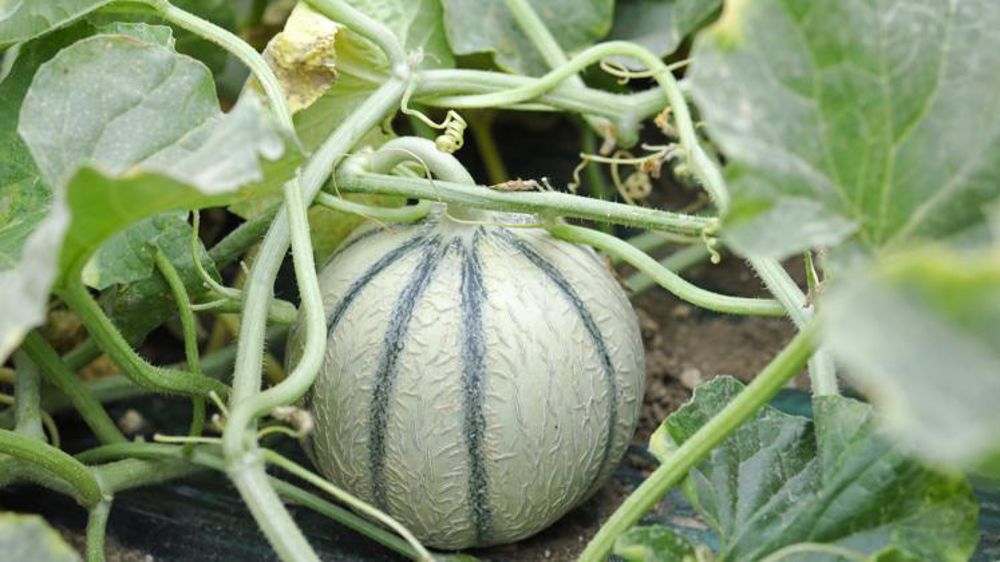 © Philippe Dufour/Interfel