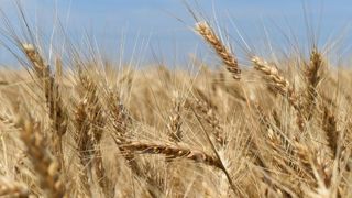 L’Ukraine annonce une récolte de 84 millions de tonnes de céréales dont 32,4 millions de tonnes de blé. © Pixabay L’Ukraine annonce une récolte de 84 millions de tonnes de céréales dont 32,4 millions de tonnes de blé. © Pixabay