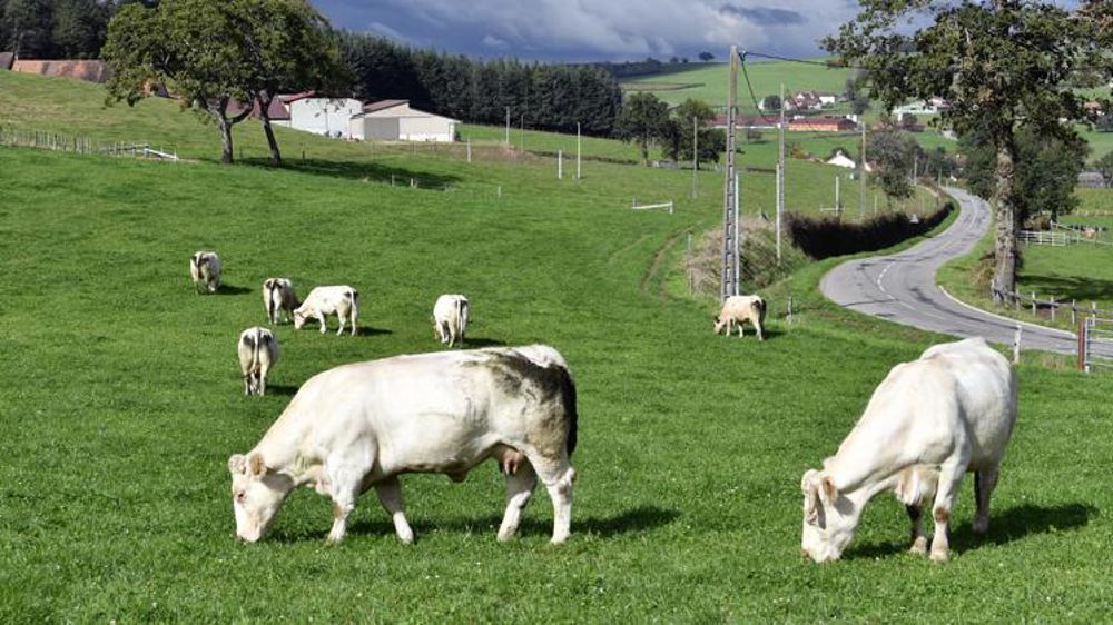 Les agriculteurs pourront faire leurs demandes d’aides Pac animales pour la campagne de 2022 dès le 1er janvier prochain. © Jean-François Marin/GFA