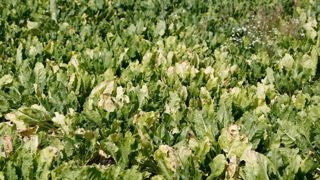 « Les betteraviers français ont été confrontés en 2020 à une crise majeure et inédite liée à la prolifération de pucerons propageant les virus de la jaunisse dans l’ensemble des régions productrices, à la suite d’un hiver particulièrement doux et un printemps chaud et lumineux », souligne le ministère de l’Agriculture dans son communiqué de presse. © Gutner « Les betteraviers français ont été confrontés en 2020 à une crise majeure et inédite liée à la prolifération de pucerons propageant les virus de la jaunisse dans l’ensemble des régions productrices, à la suite d’un hiver particulièrement doux et un printemps chaud et lumineux », souligne le ministère de l’Agriculture dans son communiqué de presse. © Gutner