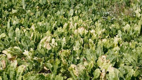« Les betteraviers français ont été confrontés en 2020 à une crise majeure et inédite liée à la prolifération de pucerons propageant les virus de la jaunisse dans l’ensemble des régions productrices, à la suite d’un hiver particulièrement doux et un printemps chaud et lumineux », souligne le ministère de l’Agriculture dans son communiqué de presse. © Gutner « Les betteraviers français ont été confrontés en 2020 à une crise majeure et inédite liée à la prolifération de pucerons propageant les virus de la jaunisse dans l’ensemble des régions productrices, à la suite d’un hiver particulièrement doux et un printemps chaud et lumineux », souligne le ministère de l’Agriculture dans son communiqué de presse. © Gutner
