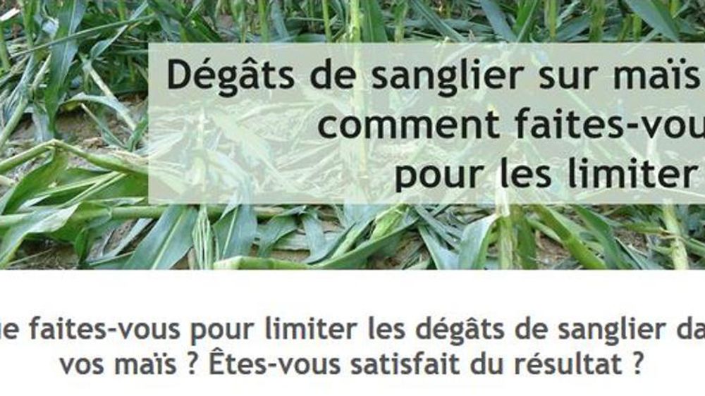 Arvalis, l’AGPM et la FNPSMS ont mis en place un questionnaire en ligne pour savoir comment les agriculteurs protègent leurs parcelles de maïs contre les dégâts de sangliers.
