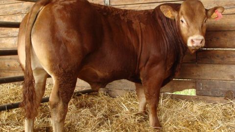 Obélix décroche l’enchère la plus élevée de cette première vente de taureaux limousins pour la campagne qui s’ouvre à la Station de Lanaud. © Interlim