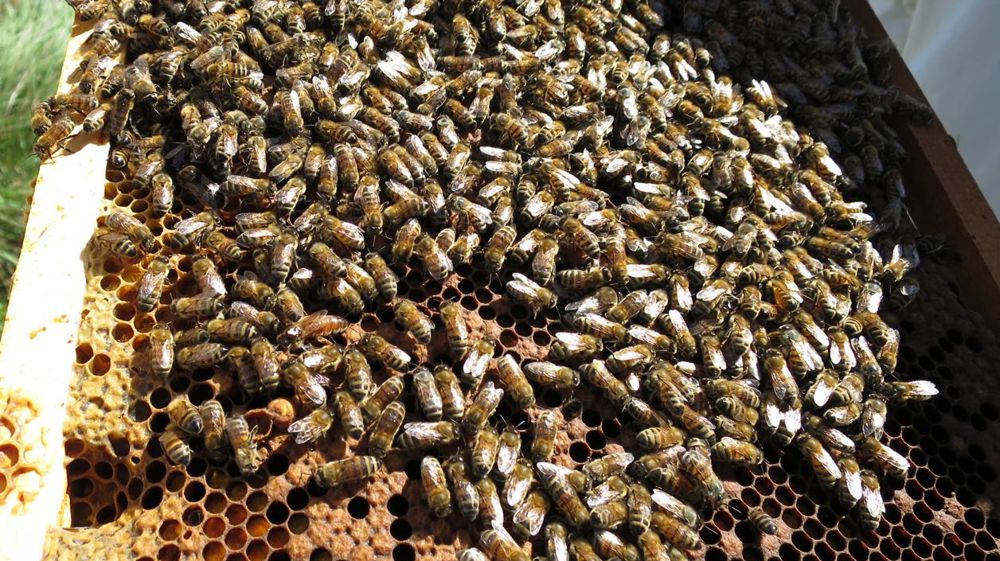 La cire gaufrée contenant des graisses industrielles a provoqué l’effondrement des cadres et des mortalités dans les colonies d’abeilles. © C. Fricotté/GFA