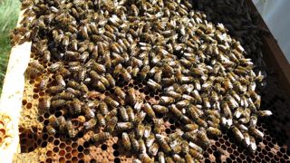 La cire gaufrée contenant des graisses industrielles a provoqué l’effondrement des cadres et des mortalités dans les colonies d’abeilles. © C. Fricotté/GFA La cire gaufrée contenant des graisses industrielles a provoqué l’effondrement des cadres et des mortalités dans les colonies d’abeilles. © C. Fricotté/GFA