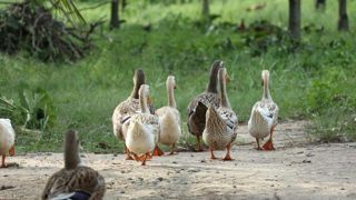 Un couple ayant acquis une propriété il y a moins d’un an à Soustons dans les Landes a porté plainte contre les cancanements des canards et oies d’une éleveuse non professionnelle installée depuis 36 ans sur la commune. © Pixabay Un couple ayant acquis une propriété il y a moins d’un an à Soustons dans les Landes a porté plainte contre les cancanements des canards et oies d’une éleveuse non professionnelle installée depuis 36 ans sur la commune. © Pixabay