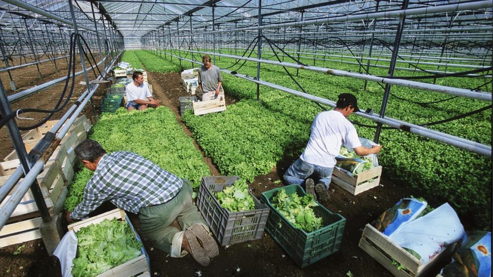 Culture de salades sous serre en Lorraine. © Claudius Thiriet