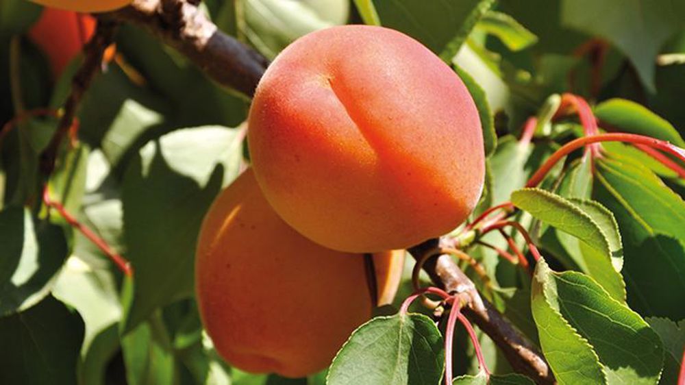 © Interfel/P. Dufour