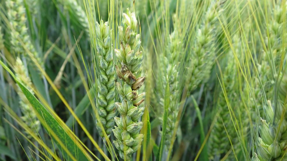 © C. Fricotté/GFA