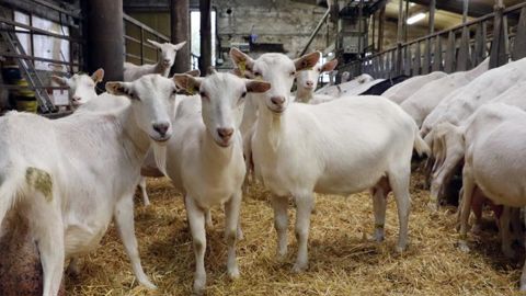 L’arrêté publié ce 4 décembre 2019 par le ministère de l’Agriculture révise à la hausse le montant des aides caprines et ovine pour la campagne Pac 2019. © Alexandra Courty L’arrêté publié ce 4 décembre 2019 par le ministère de l’Agriculture révise à la hausse le montant des aides caprines et ovine pour la campagne Pac 2019. © Alexandra Courty
