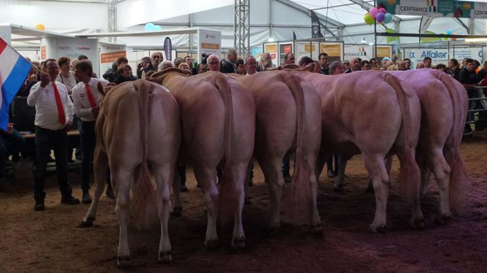 Une confrontation européenne a clôturé le National. Chaque pays participant a présenté un groupe composé de ses meilleurs animaux. La France est sortie vainqueur, suivie par les Pays-Bas. © V. Scarlakens