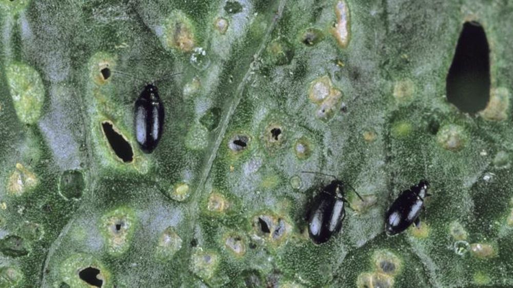 Les dérogations 120 jours demandées par ces pays concernent essentiellement la lutte contre les insectes du colza (ici l’altise) et, dans une moindre mesure, les ravageurs du maïs et du tournesol. © Claudius Thiriet