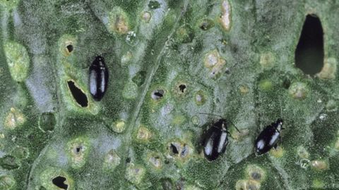 Les dérogations 120 jours demandées par ces pays concernent essentiellement la lutte contre les insectes du colza (ici l’altise) et, dans une moindre mesure, les ravageurs du maïs et du tournesol. © Claudius Thiriet Les dérogations 120 jours demandées par ces pays concernent essentiellement la lutte contre les insectes du colza (ici l’altise) et, dans une moindre mesure, les ravageurs du maïs et du tournesol. © Claudius Thiriet