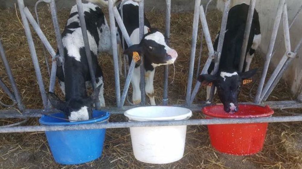 © Grandidier Chant/Twitter