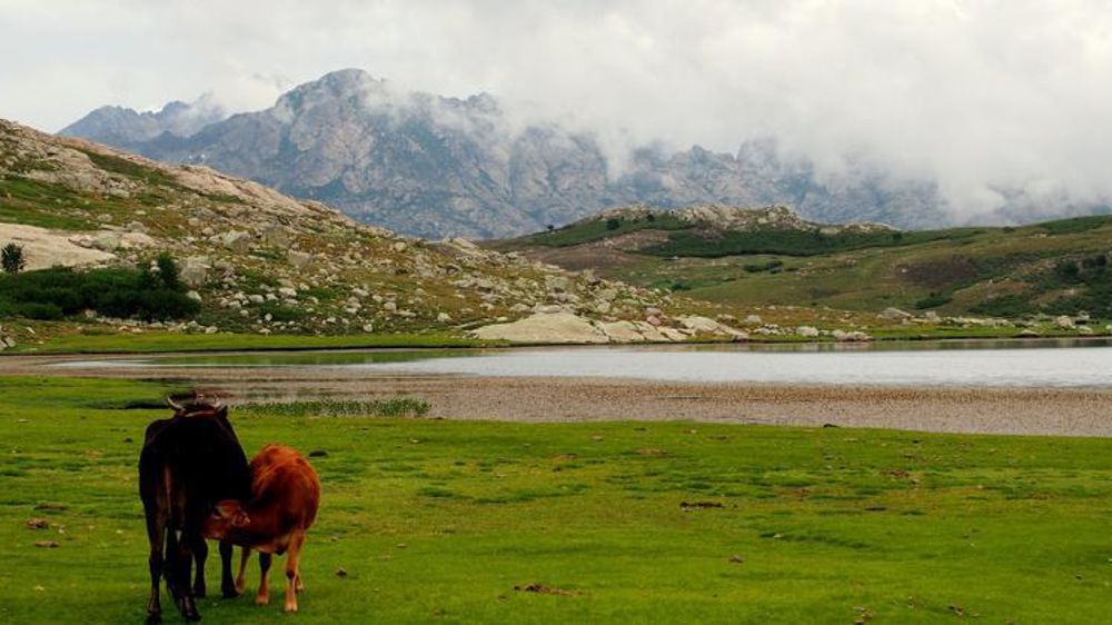 Un contrôle antifraude en Haute-Corse débouche sur une nouvelle enquête pour escroquerie aux aides agricoles. © Pixabay