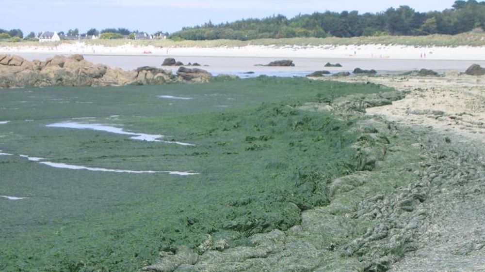 Algues vertes sur une plage du Finistère. © Wikipédia
