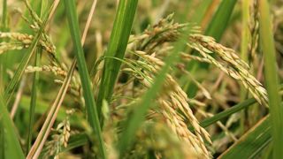 Les droits de douane du riz américain vers la Chine seraient de 92 %. © Pixabay Les droits de douane du riz américain vers la Chine seraient de 92 %. © Pixabay