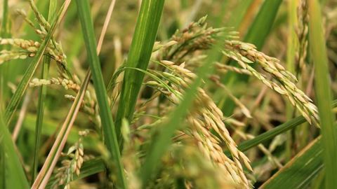 Les droits de douane du riz américain vers la Chine seraient de 92 %. © Pixabay Les droits de douane du riz américain vers la Chine seraient de 92 %. © Pixabay