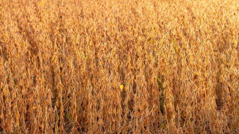 Si toutes les régions productrices de soja subissaient des augmentations de température, les pertes de production pourraient s’élever à 12,55 millions de tonnes. © Agnès Massiot/GFA