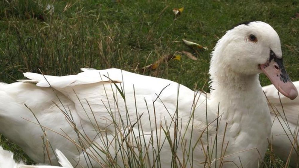 La France aurait élevé 34 millions de canards pour la production de foie gras alors qu’elle en consomme 28 millions. © Wikimédia Commons