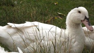 La France aurait élevé 34 millions de canards pour la production de foie gras alors qu’elle en consomme 28 millions. © Wikimédia Commons La France aurait élevé 34 millions de canards pour la production de foie gras alors qu’elle en consomme 28 millions. © Wikimédia Commons