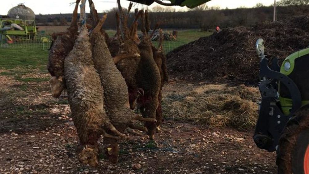 Les loups seraient rentrés après minuit dans la bergerie où ils ont tué une trentaine de brebis et agneaux. © DR