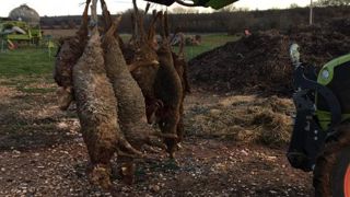 Les loups seraient rentrés après minuit dans la bergerie où ils ont tué une trentaine de brebis et agneaux. © DR Les loups seraient rentrés après minuit dans la bergerie où ils ont tué une trentaine de brebis et agneaux. © DR