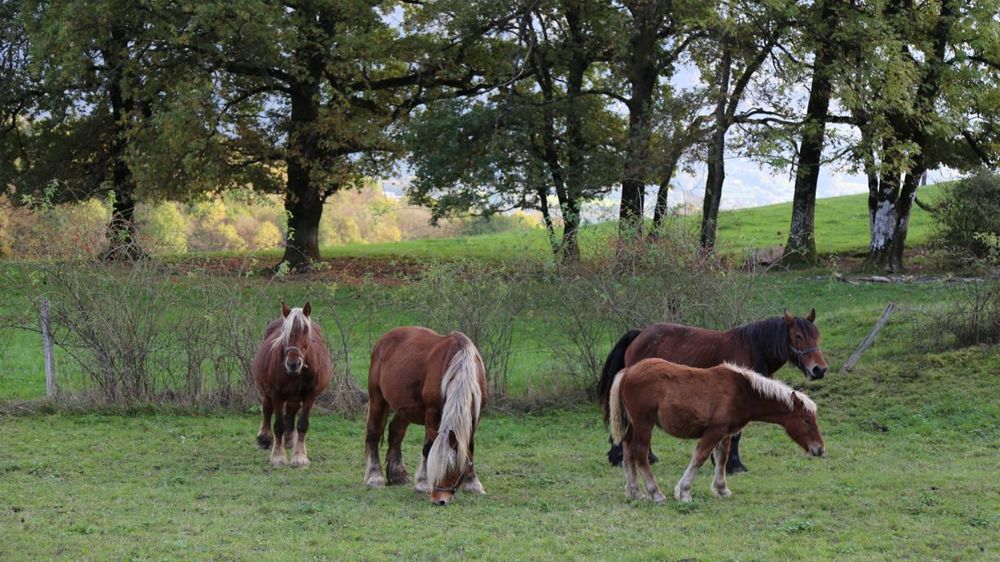 La consommation française de viande de cheval continue à reculer. © M.-F. Malterre/GFA
