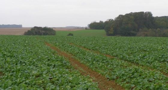 Le colza peut souffrir de carences dès l'automne.