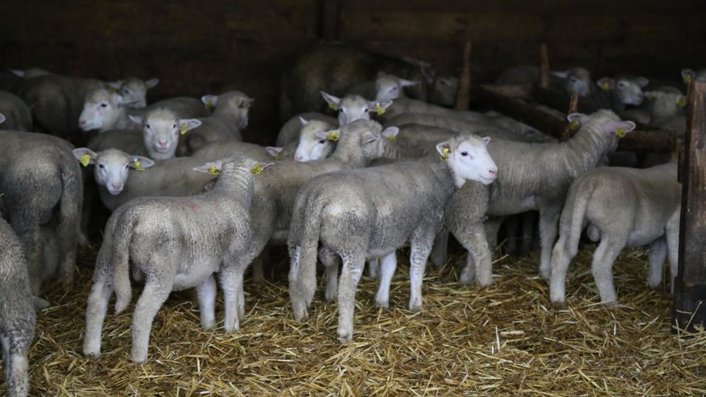 En novembre 2019, le prix moyen de l’agneau, à 6,43 €/kg de carcasse, est en hausse par rapport à l’année dernière à la même période. © M.-F. Malterre/GFA