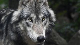 En Belgique, un loup est soupçonné d’avoir tué un kangourou et d’en avoir blessé un autre. © Pixabay En Belgique, un loup est soupçonné d’avoir tué un kangourou et d’en avoir blessé un autre. © Pixabay