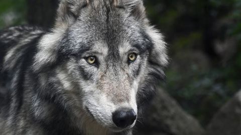 En Belgique, un loup est soupçonné d’avoir tué un kangourou et d’en avoir blessé un autre. © Pixabay En Belgique, un loup est soupçonné d’avoir tué un kangourou et d’en avoir blessé un autre. © Pixabay