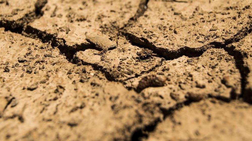 « Les rendements ont été fortement affectés » dans les pays concernés, note la Commission européenne.