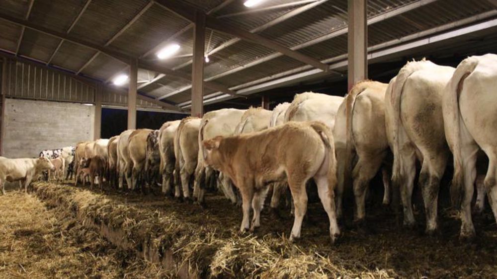 Le versement des aides couplées aux veaux sous la mère interviendra le 19 mars 2020. © H. Chaligne/GFA