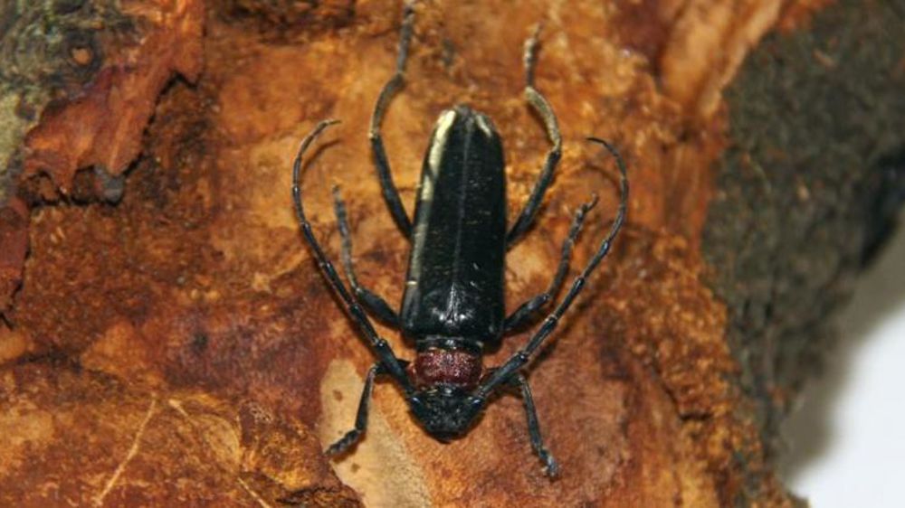 Source : Raffaele Griffo — Plant Health Service of Campania Region, Napoli (IT)