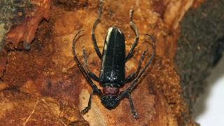 Source : Raffaele Griffo — Plant Health Service of Campania Region, Napoli (IT) Source : Raffaele Griffo — Plant Health Service of Campania Region, Napoli (IT)