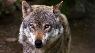Loup, photo d’illustration. © Pixabay Loup, photo d’illustration. © Pixabay