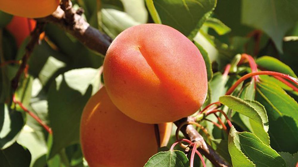 © Interfel/P. Dufour