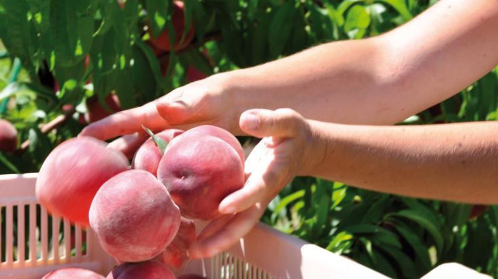 © P. Dufour/Interfel