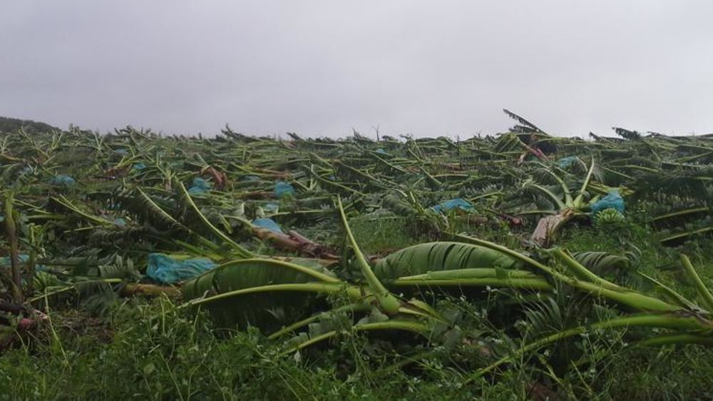 La filière de la banane, principale culture d’exportation, a été entièrement détruite en Guadeloupe et à 70 % en Martinique faisant suite au passage de l’ouragan Maria, les 18 et 19 septembre. © UGPBAN