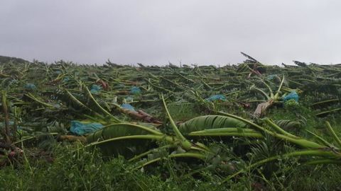 La filière de la banane, principale culture d’exportation, a été entièrement détruite en Guadeloupe et à 70 % en Martinique faisant suite au passage de l’ouragan Maria, les 18 et 19 septembre. © UGPBAN La filière de la banane, principale culture d’exportation, a été entièrement détruite en Guadeloupe et à 70 % en Martinique faisant suite au passage de l’ouragan Maria, les 18 et 19 septembre. © UGPBAN