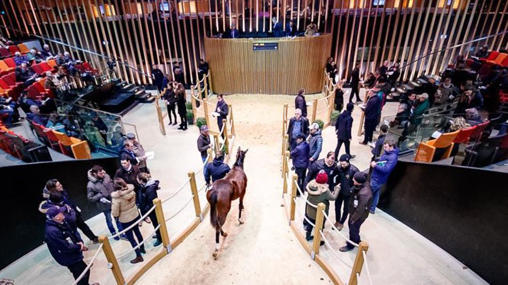 © Arqana/Z. Lupa
