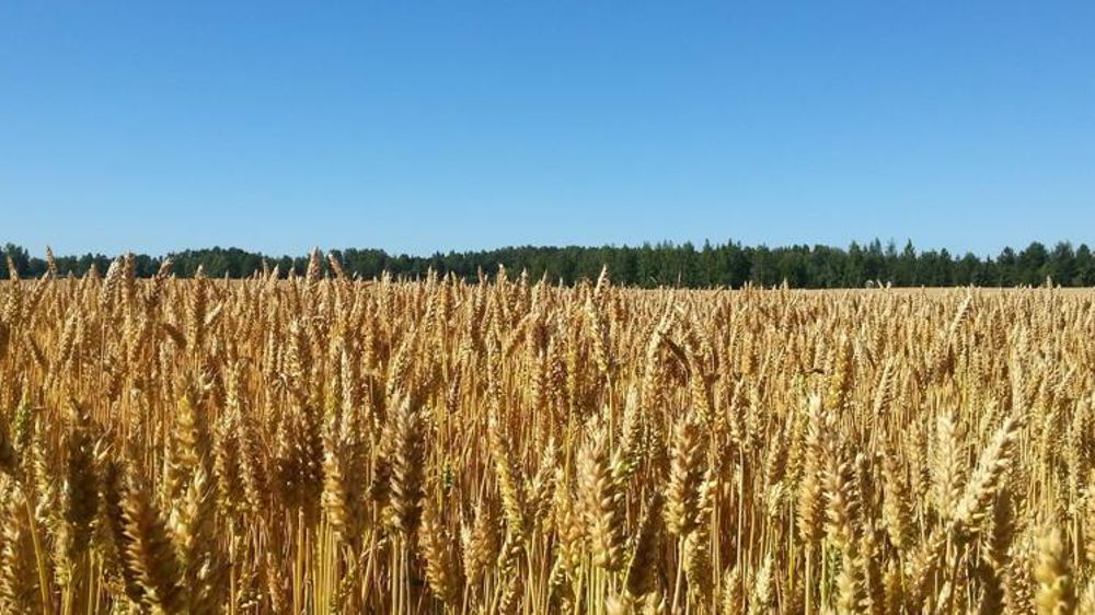 La hausse des céréales tire les prix des productions agricoles vers le haut. © Pxhere