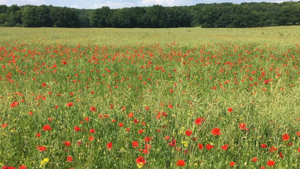Une parcelle de colza en Essonne en 2018. © Borde Olivier/Twitter